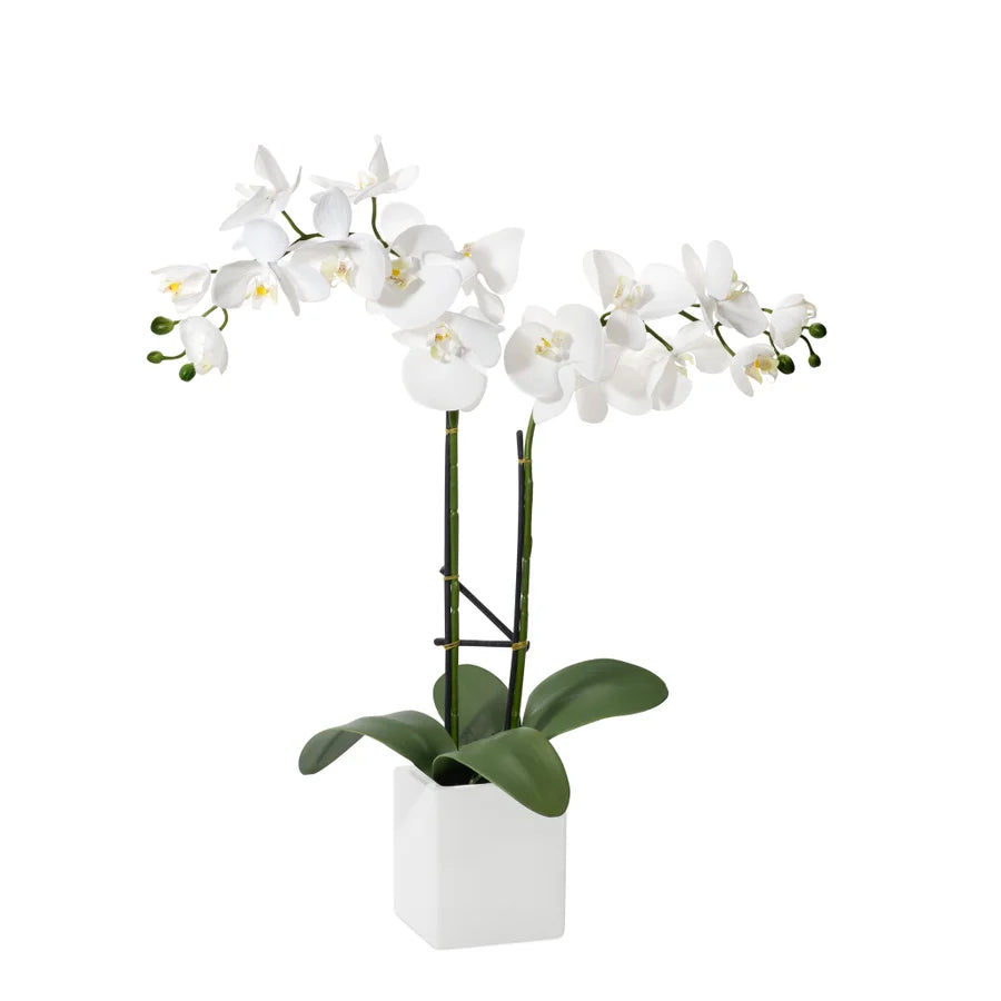 Orchid Potted Faux Double Stem 23" - White